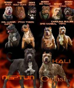 American bully Xl